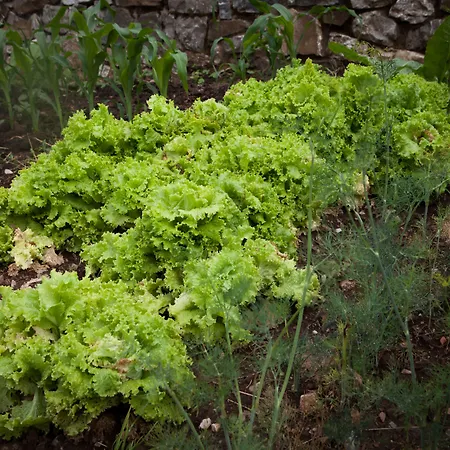 Aparthotel Montanema Handmade Village Platanakos