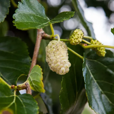 Aparthotel Montanema Handmade Village