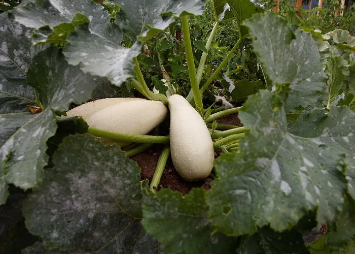 Montanema Handmade Village Appart hôtel Platanakos